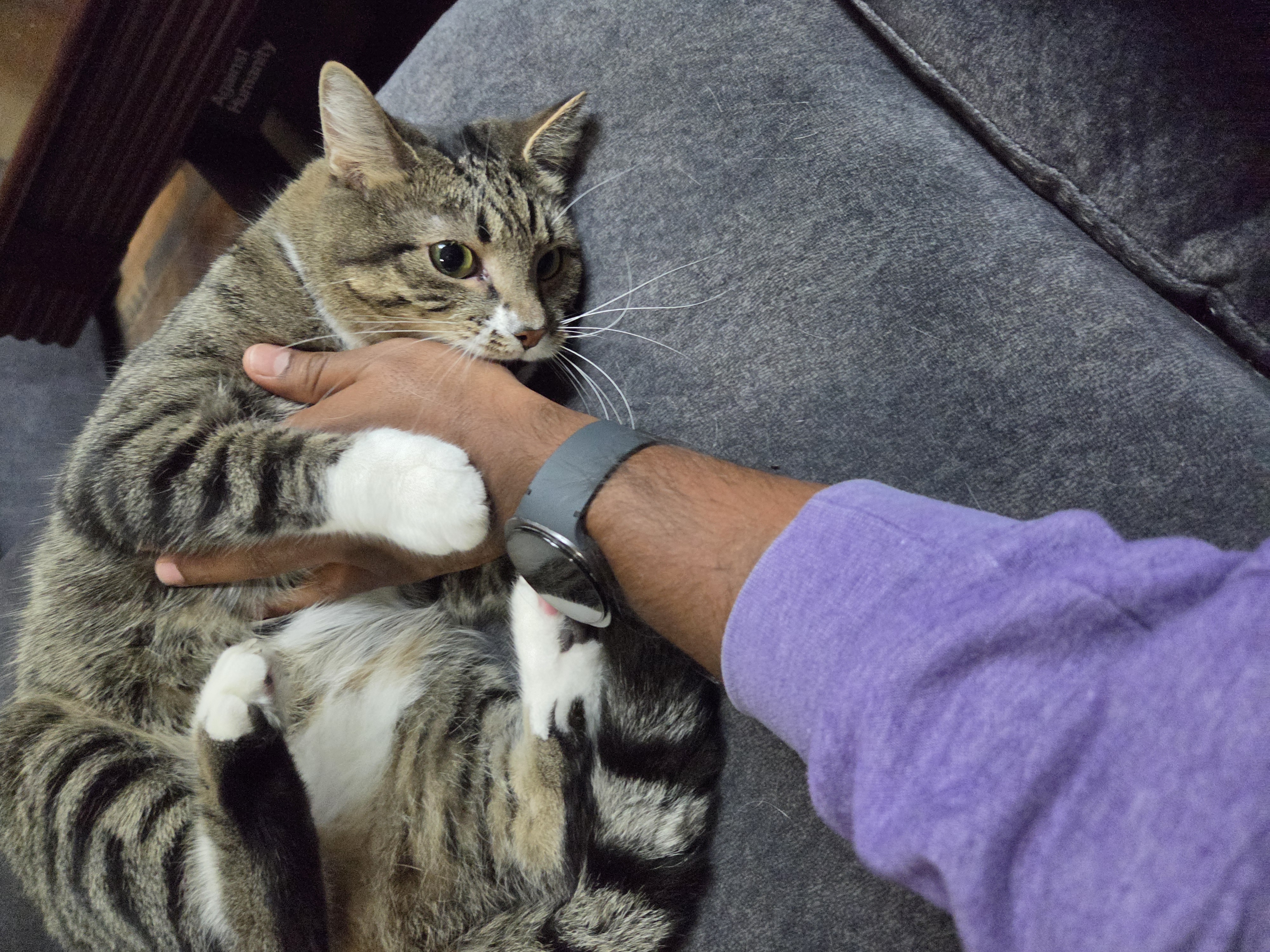 My cat Dexter holding my hand