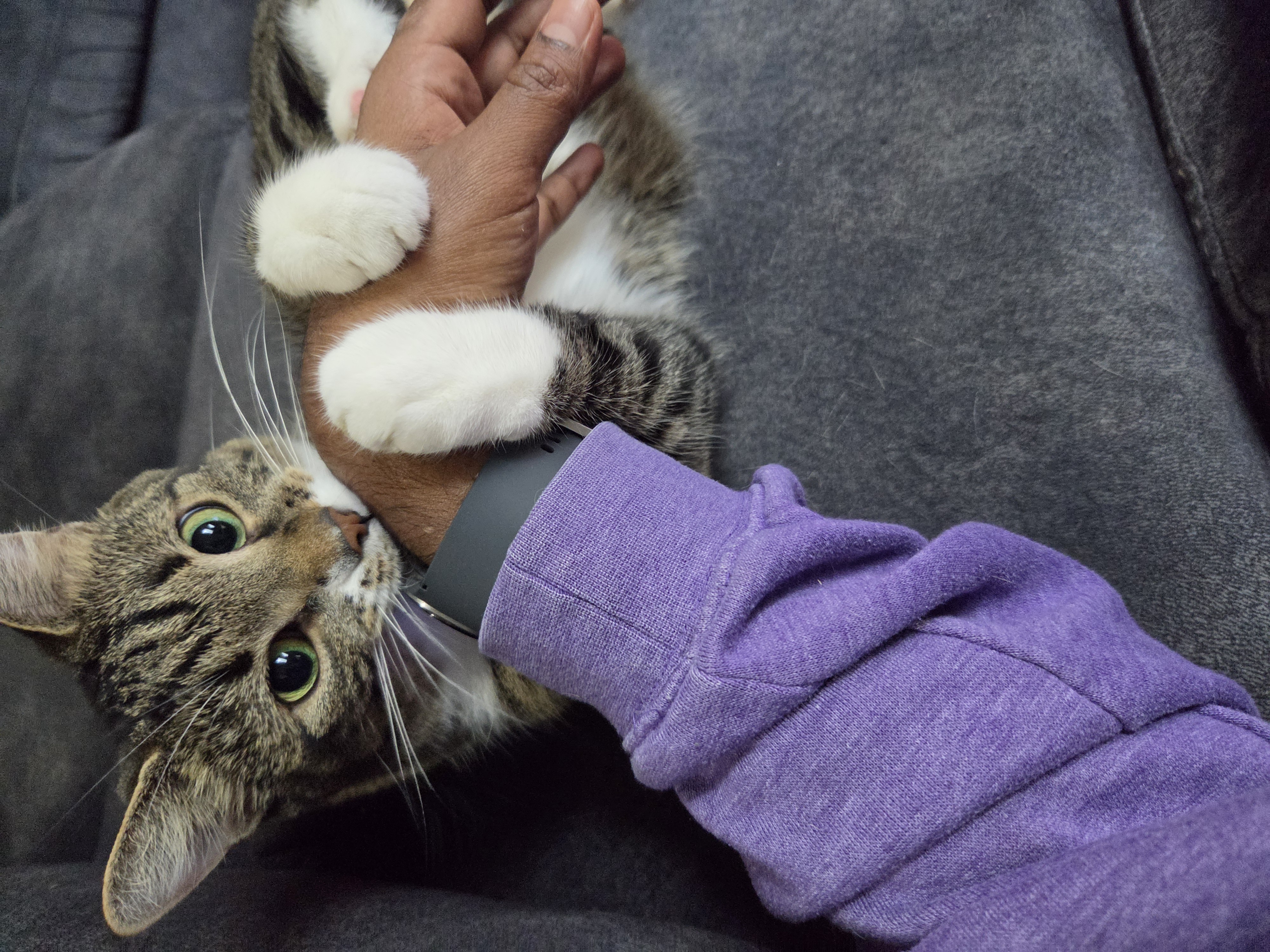 Dexter playfully biting my hand